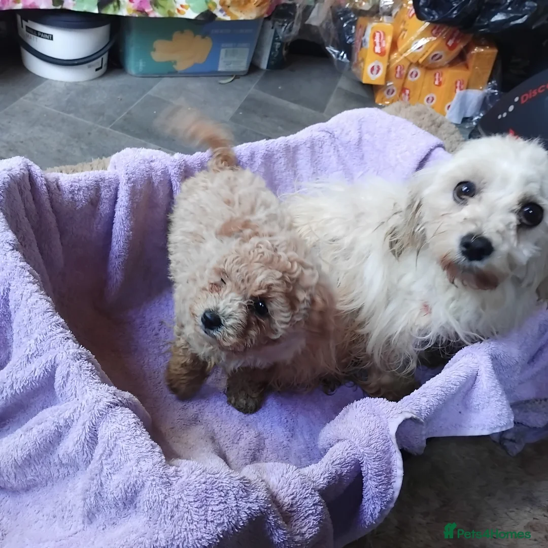 Maltipoo dogs for sale: Exceptional toy maltipoo - Advert 2