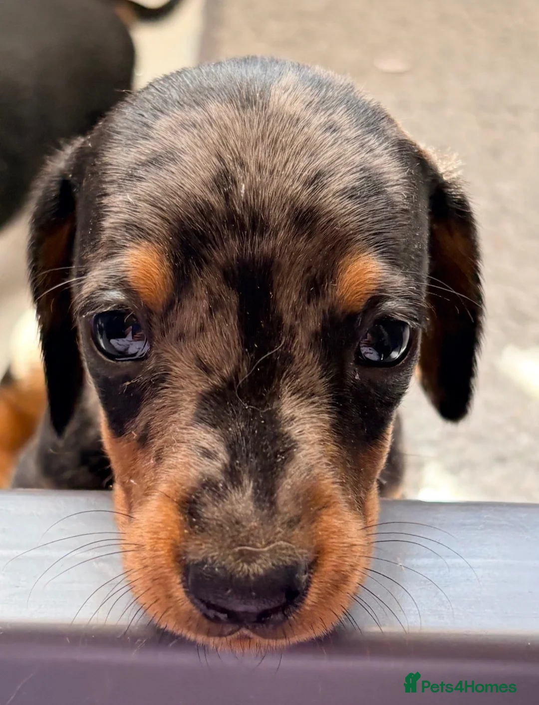 Miniature Dachshund dogs for sale: True beautiful tiny mini dachshunds puppies - Advert 9
