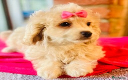 Cavapoo dogs for sale: 🩷F1b CREAM CAVAPOO GIRL~ ALL VACCINES INC. 🩷 - Image 3