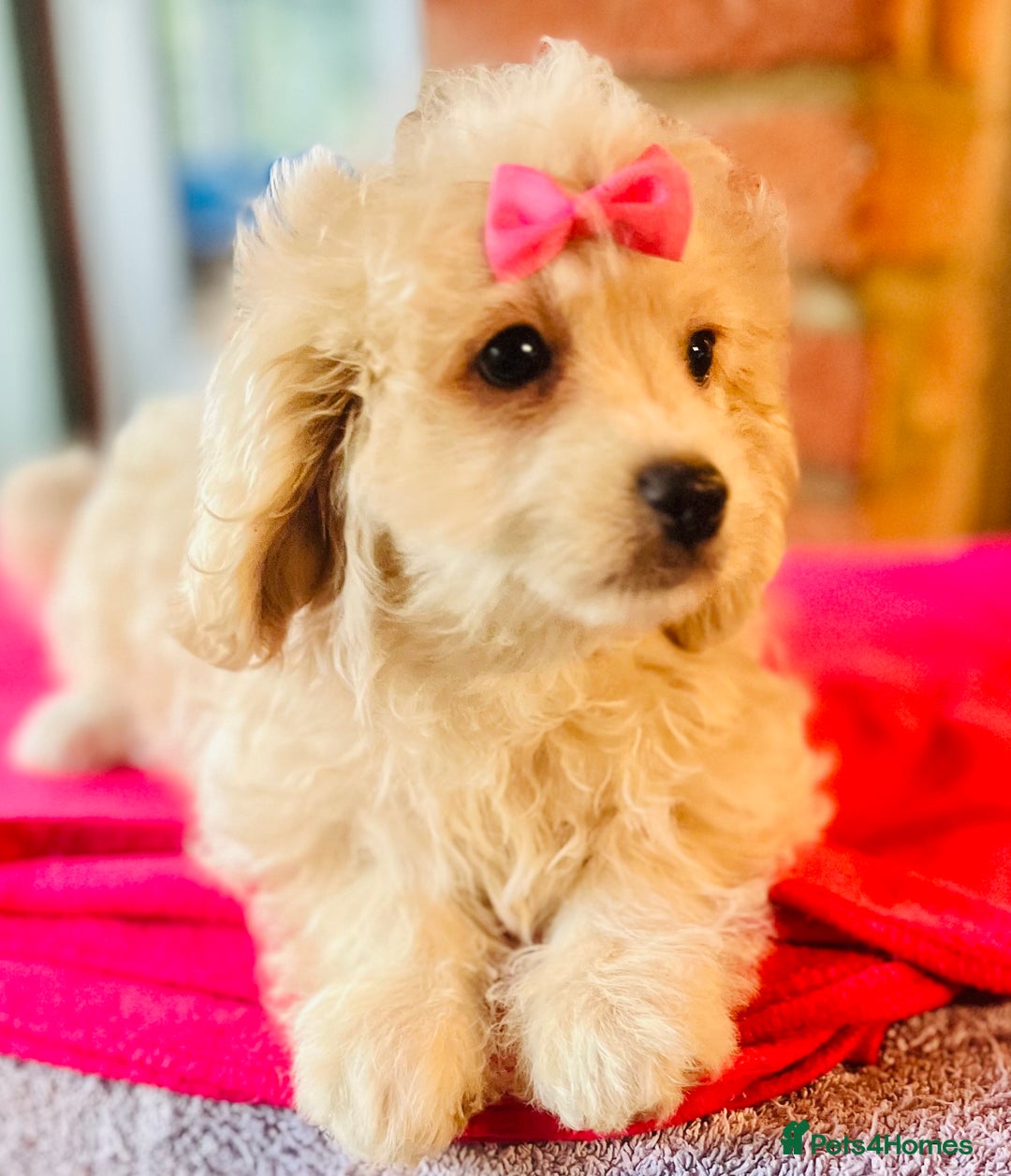 Cavapoo dogs for sale: 🩷F1b CREAM CAVAPOO GIRL~ ALL VACCINES INC. 🩷 - Image 3