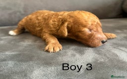 Miniature Poodle dogs for sale: Stunning miniature poodles available - Image 11