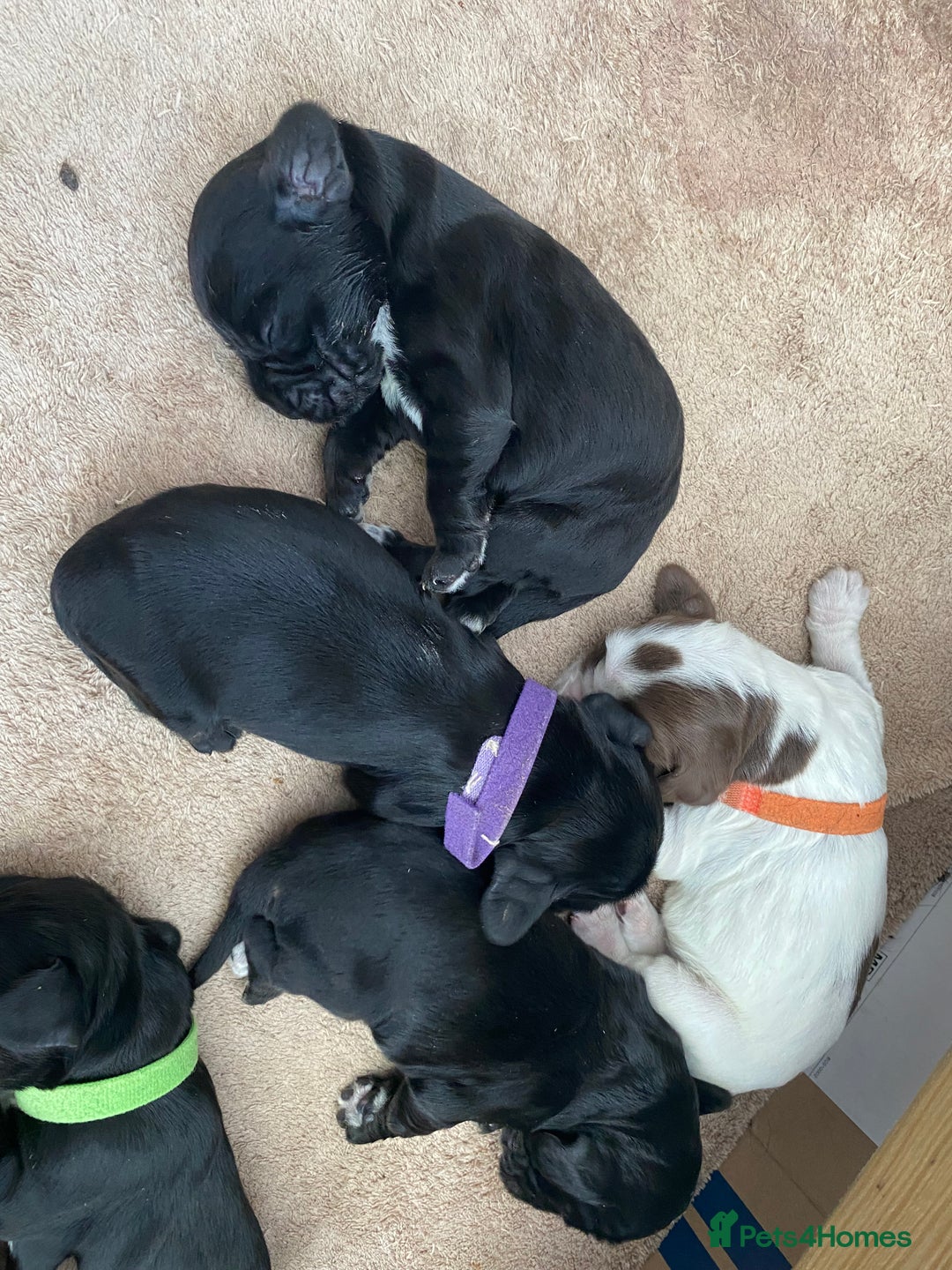 Cocker Spaniel dogs for sale: Cocker spaniels  - Advert 9