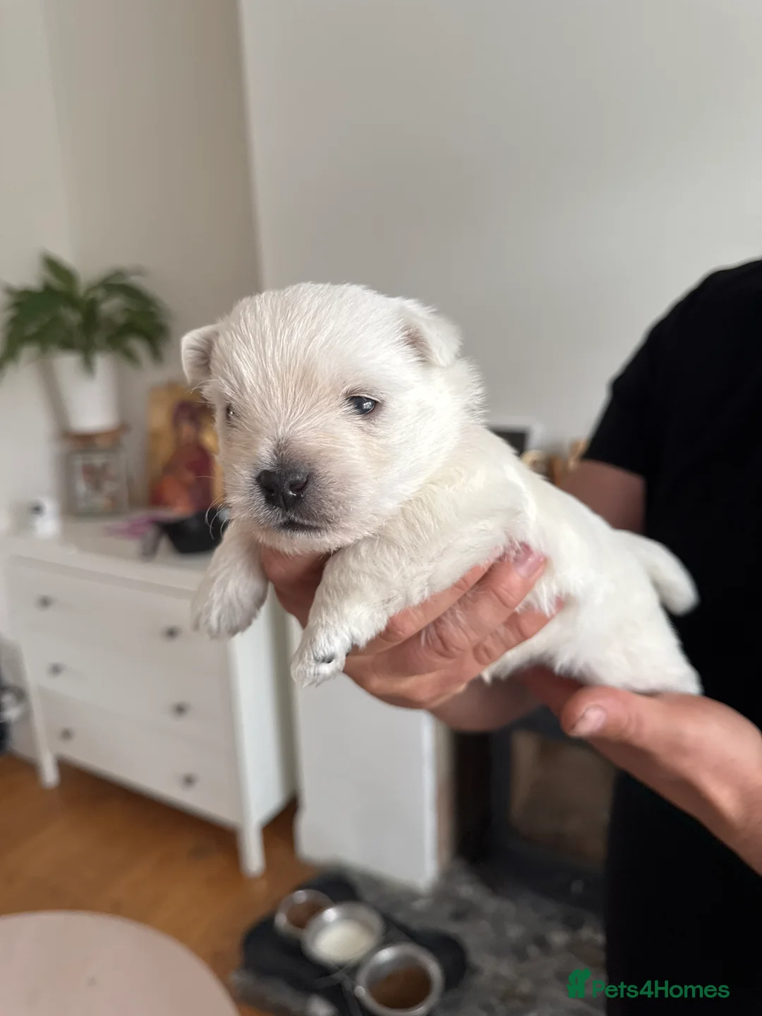 West Highland Terrier dogs for sale: KC West Highland Terrier pedigree puppies in Saint Leonards-on-sea - Advert 2