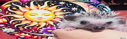 Pygmy Hedgehog rodents for sale: African Pygmy hedgehog hoglets  - Advert 3