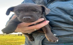 Patterdale Terrier dogs for sale: Stunning litter of patterdale puppies  - Image 8