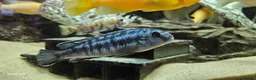 Cichlids fish for sale: Assorted cichlids and sizes - Advert 6