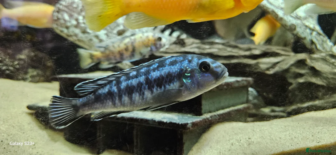 Cichlids fish for sale: Assorted cichlids and sizes - Advert 6