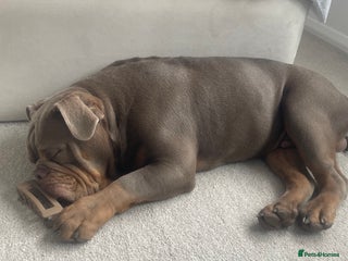 Olde English Bulldogge dogs - Advert 4