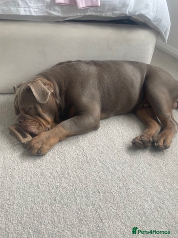 Olde English Bulldogge dogs - Advert 1