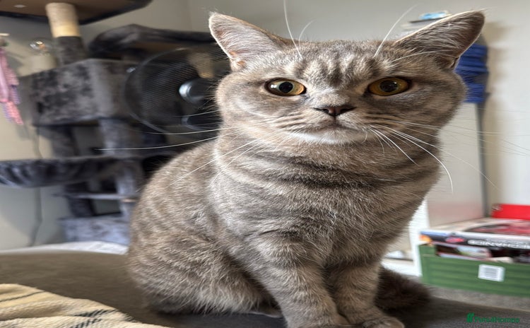 British Shorthair cats - Advert 15