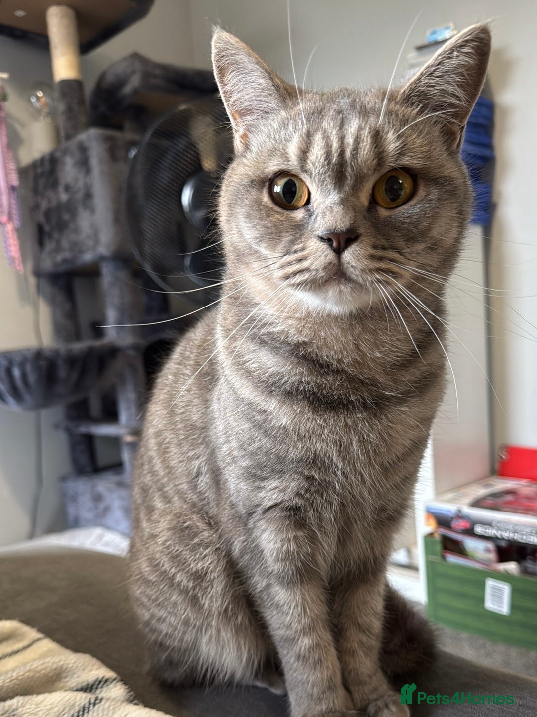 British Shorthair cats for sale: Beautiful BSH Cats Brother and Sister  - Image 2