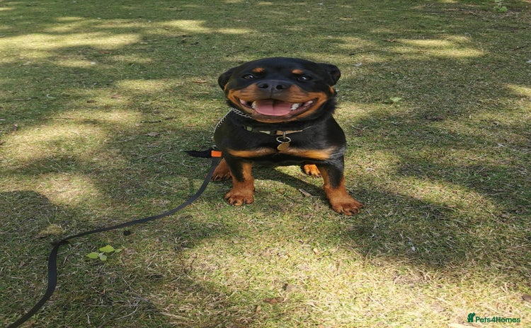 Rottweiler dogs - Advert 13