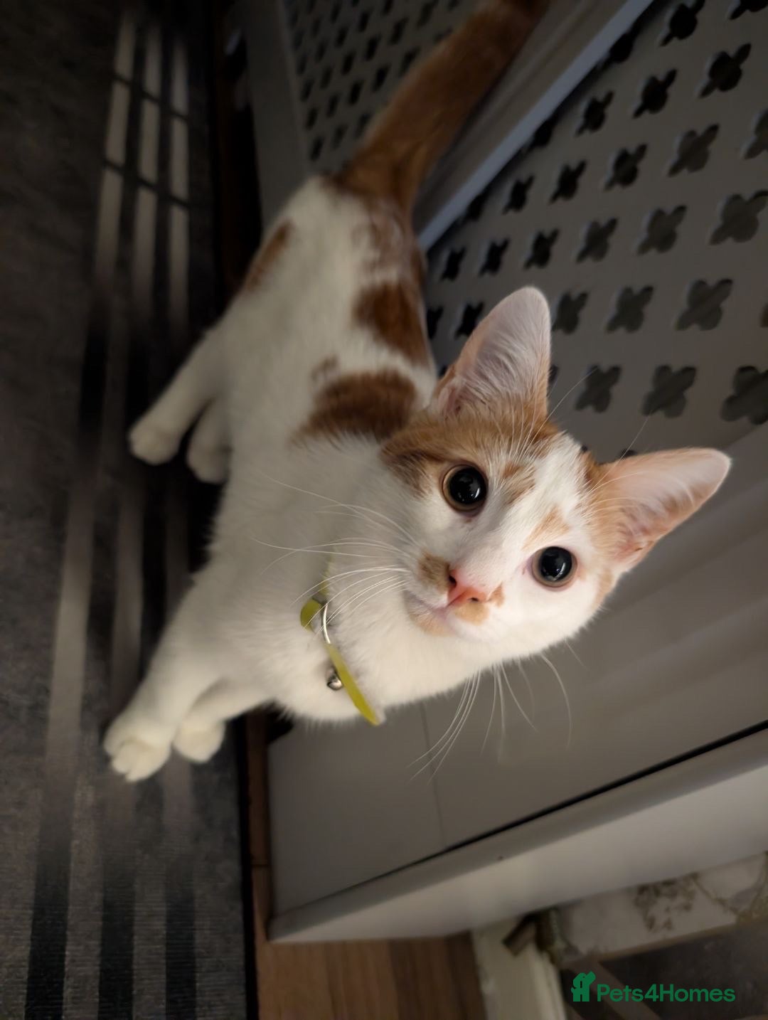 Domestic Shorthair cats Teddy - Advert 3