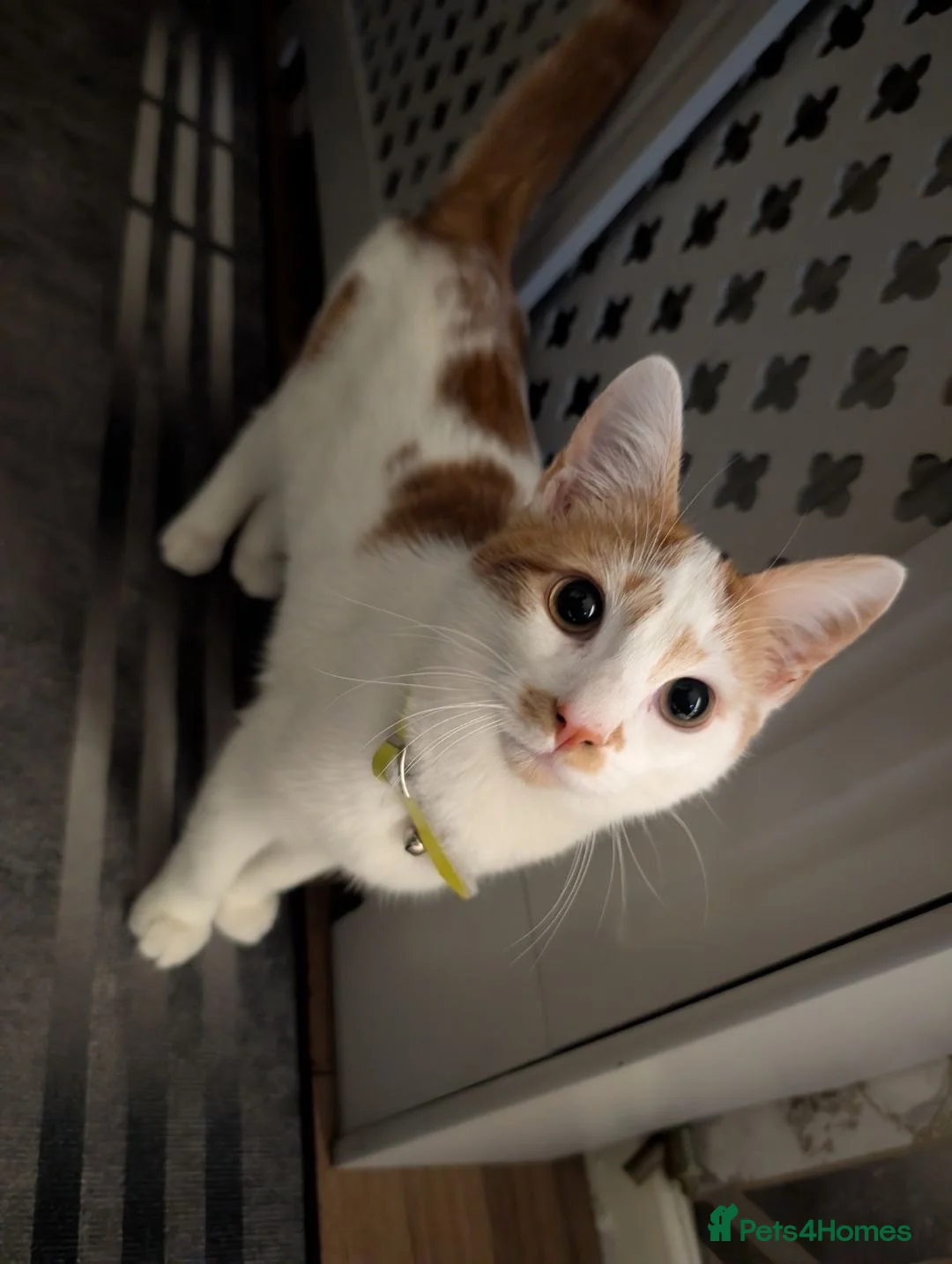 Domestic Shorthair cats for sale: Teddy - Advert 1