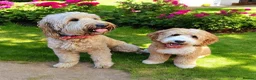 Mixed Breed dogs for sale: Australian doubledoodles  in Nottingham - Advert 5