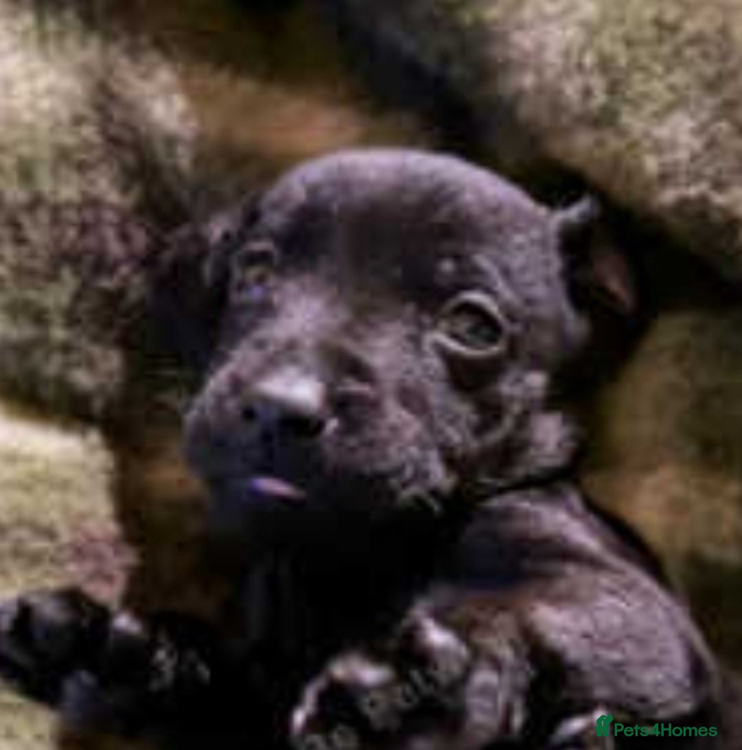 Patterdale Terrier dogs for sale: Patterdale puppies, good strong pups, home bred. - Image 12