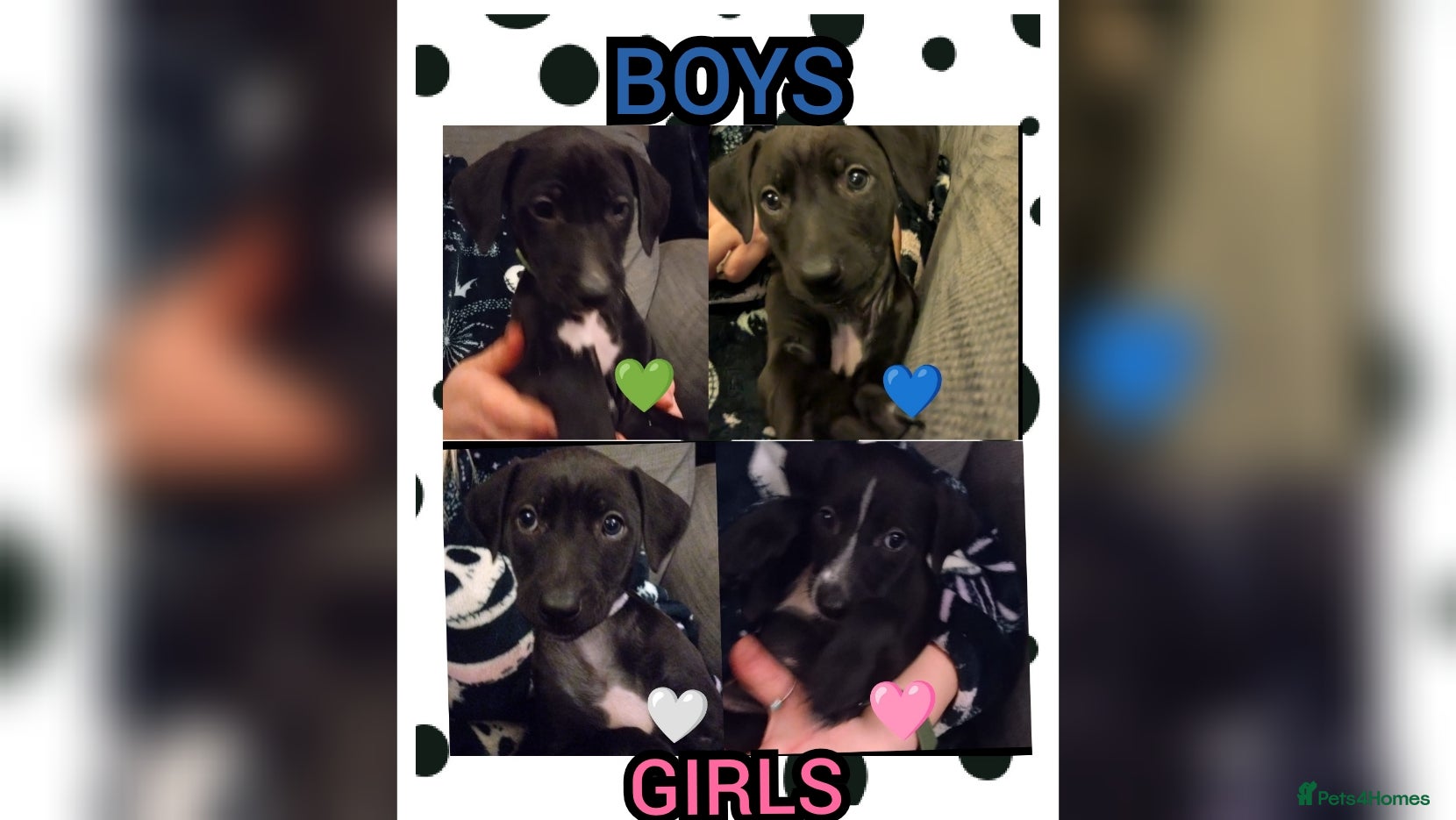 Mixed Breed dogs 8 Beautiful Saluki Whippet mixed-breed fur babies - Advert 3