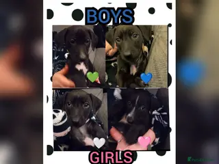 Mixed Breed dogs 8 Beautiful Saluki Whippet mixed-breed fur babies - Advert 16