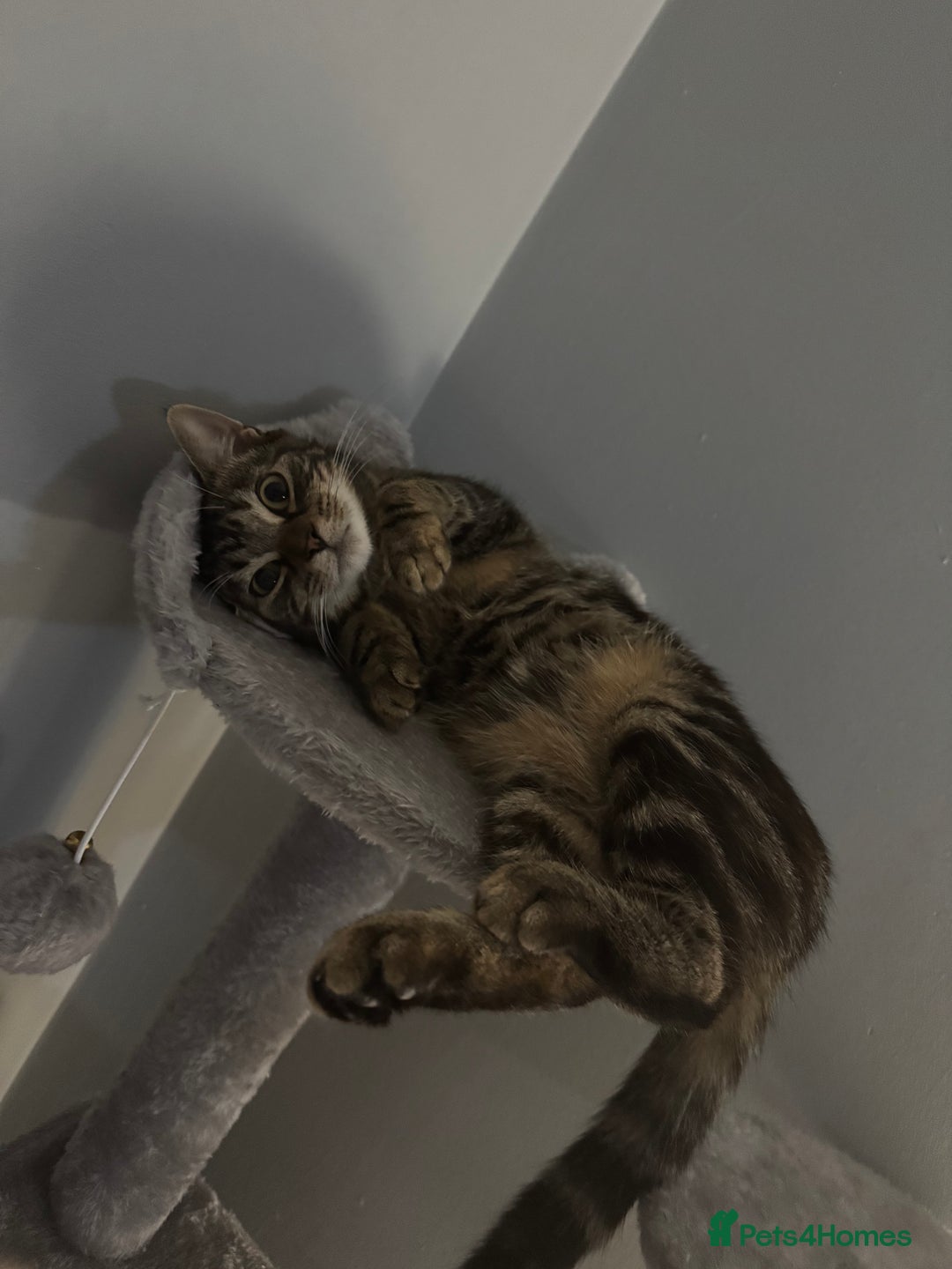 Domestic Shorthair cats for sale: 2 kittens  - Advert 3