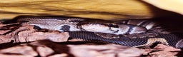 Python Snake reptiles for sale: 2 Royal Pythons  - Advert 4