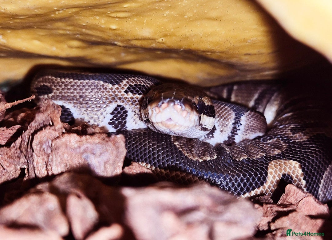 Python Snake reptiles for sale: 2 Royal Pythons  - Advert 4