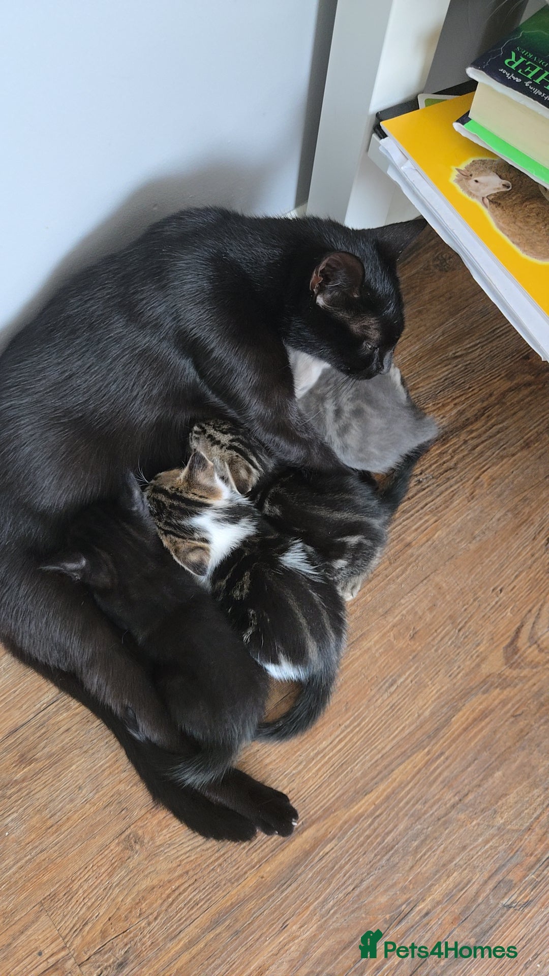 Mixed Breed cats for sale: 🐈‍⬛🐈4x kittens for sale 🐈‍⬛🐈 - Image 7