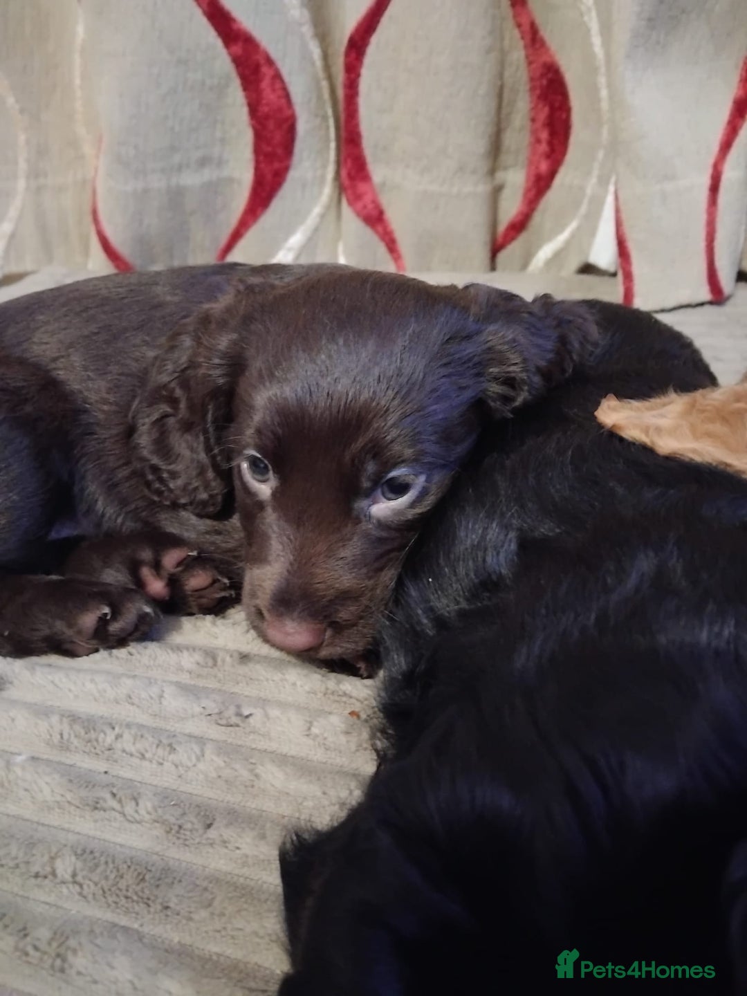 Cocker Spaniel dogs for sale: KC Registered Working Cocker Spaniel  - Advert 33