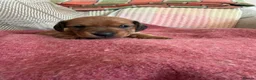 Miniature Dachshund dogs for sale: CHAMPION LINE KC REG & PRA CLEAR MINIS LOW COI - Advert 11