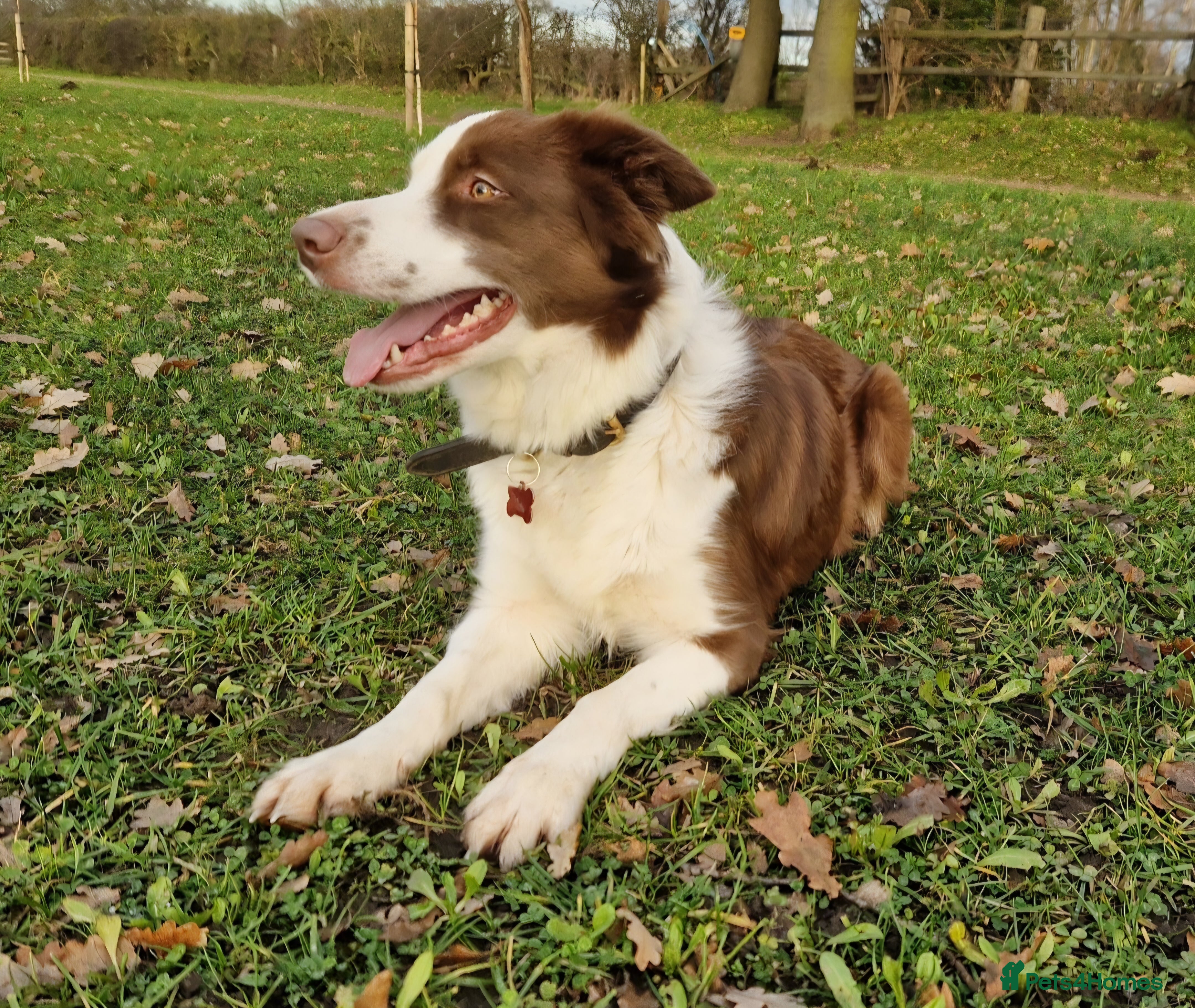 Border Collie dogs 4yr old Brown & White Border Collie Bitch - Advert 5
