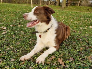 Border Collie dogs 4yr old Brown & White Border Collie Bitch - Advert 3