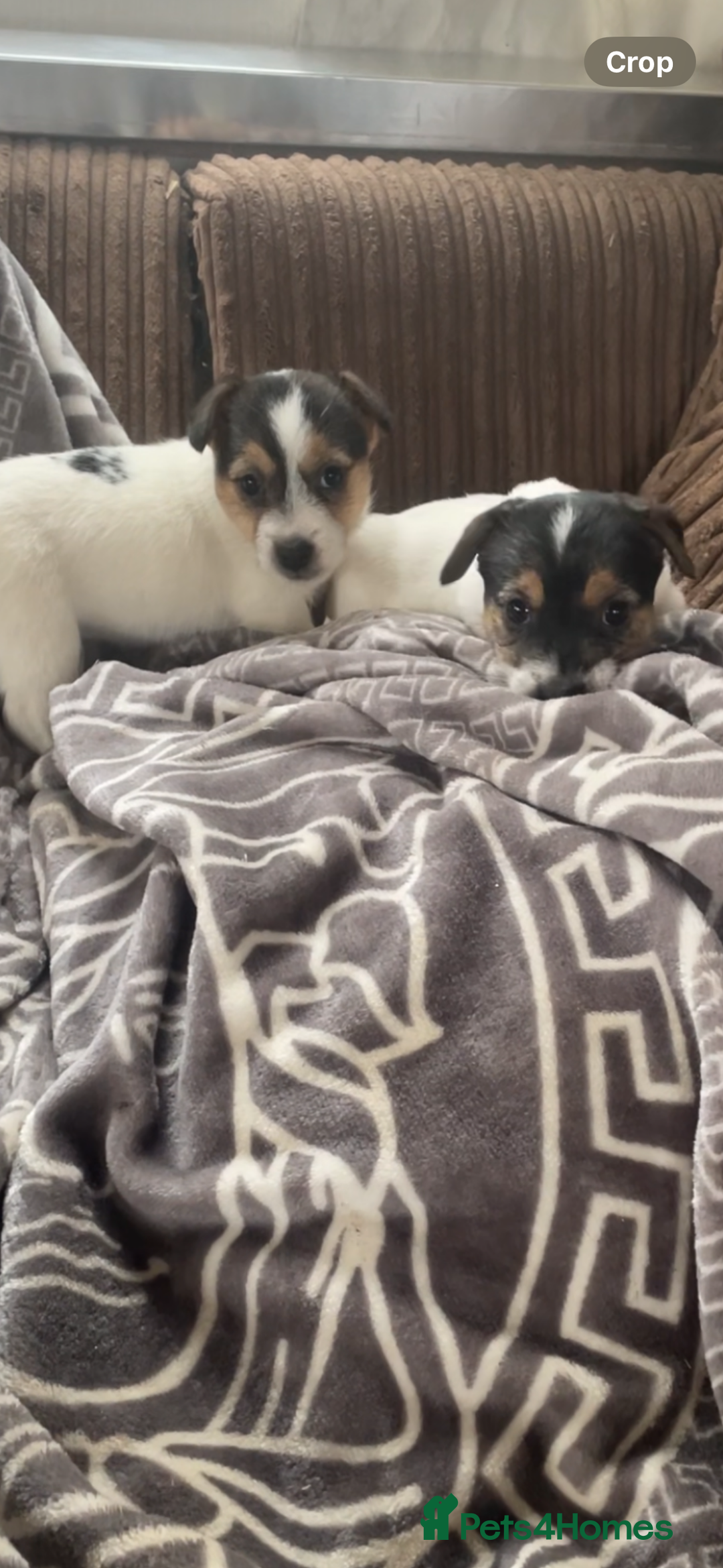 Jack Russell dogs for sale: Jack Russell 2 girls 1 boy - Advert 2