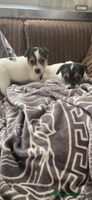 Jack Russell dogs Jack Russell 2 girls 1 boy - Advert 6