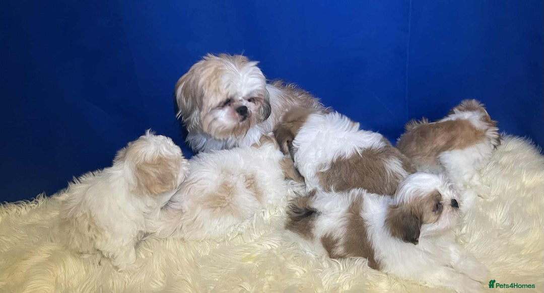 Shih Tzu dogs for sale: Five Adorable Puppies Looking for Loving Families - Image 3