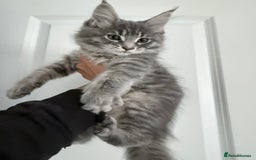 Maine Coon cats for sale: Pedigree Kittens Available RTL now  - Image 5