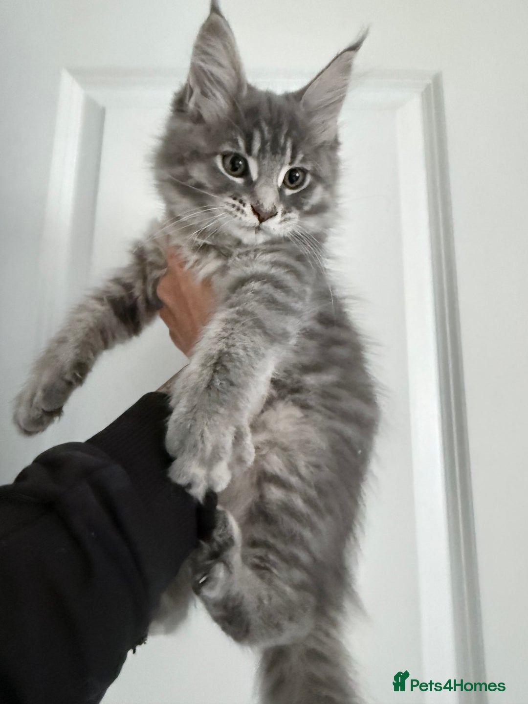 Maine Coon cats for sale: Pedigree Kittens Available RTL now  - Image 5
