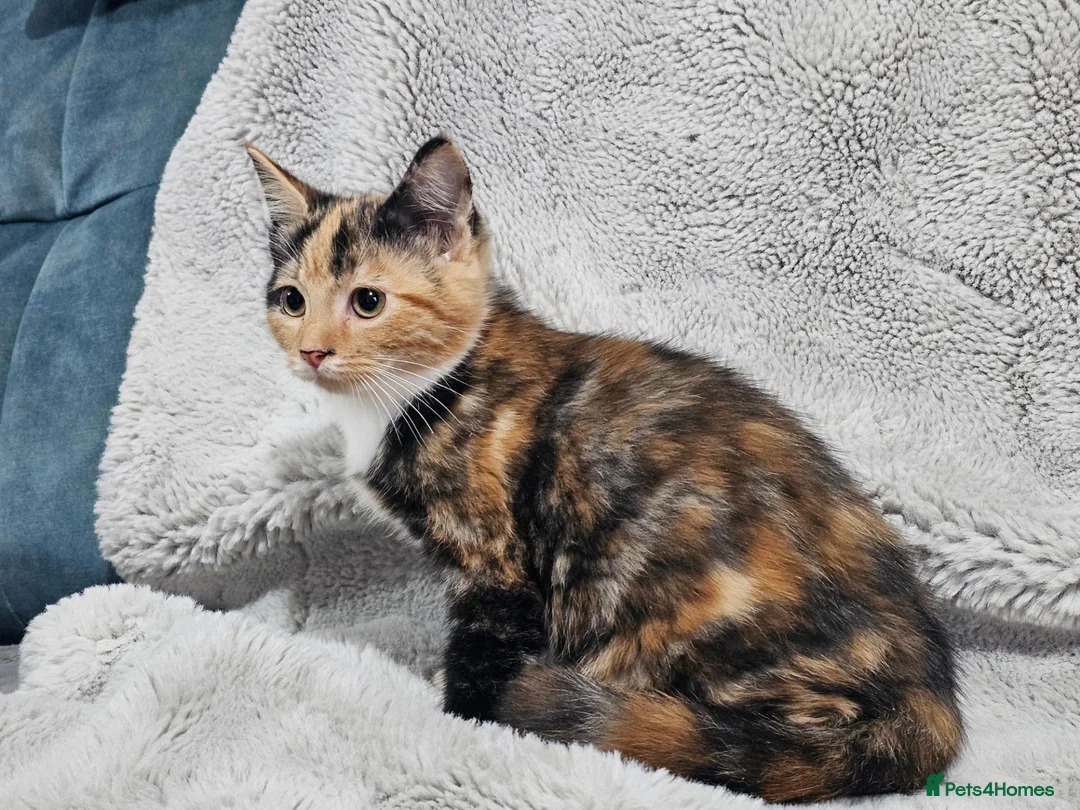 Mixed Breed cats for sale: Stunning kittens READY NOW - Advert 2