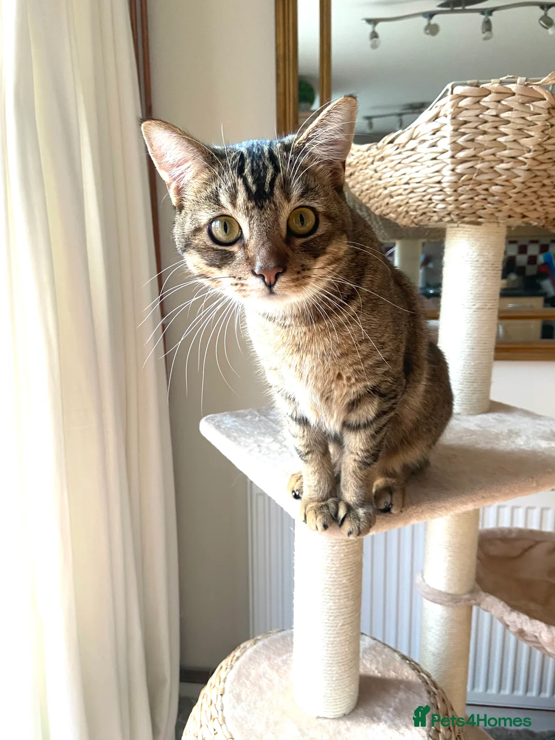 Mixed Breed cats for sale: Persian mix 9 month old kitten 💙 - Advert 2