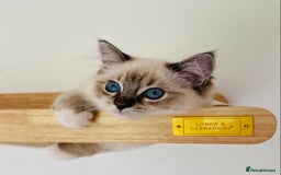 Ragdoll cats for sale: 💜GCCF Family Raised 💜 ragdoll kitten 🐾 - Image 1