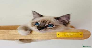 Ragdoll cats - Advert 1