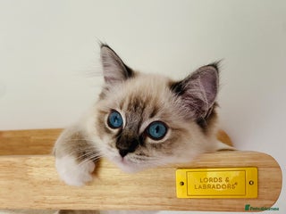 Ragdoll cats - Advert 5