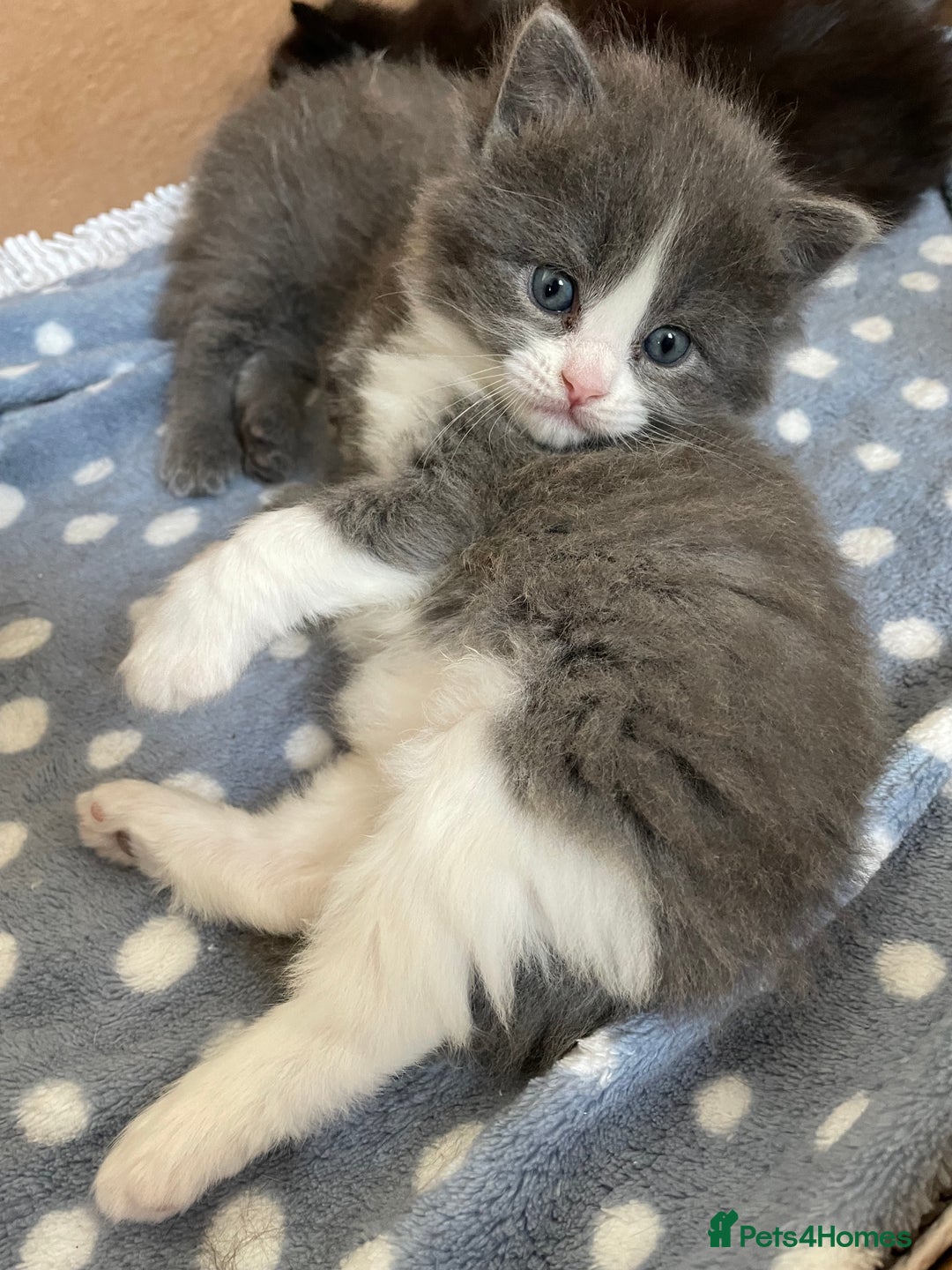 Ragdoll cats for sale: Beautiful Ragdoll kittens rare blue colour - Advert 7