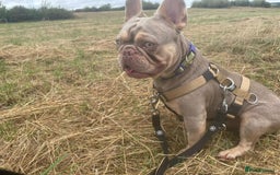 French Bulldog dogs for sale: 2 year old Reggie - Image 3