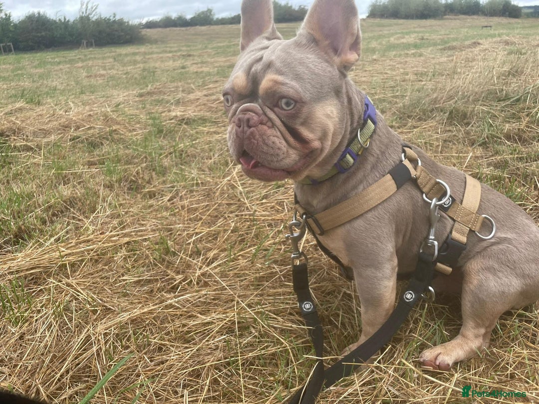 French Bulldog dogs for sale: 2 year old Reggie - Image 3