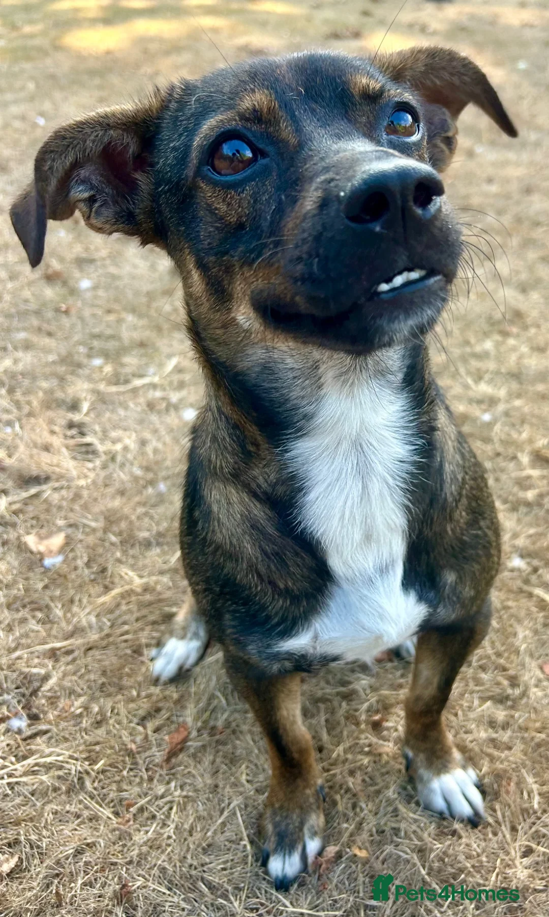 Mixed Breed dogs for adoption: Star ⭐️ 18 months old | 9.5 kg  in Fareham - Advert 2