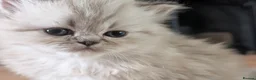 Persian cats for sale: ✨ Beautiful Persian Kittens for Sale ✨ - Advert 4