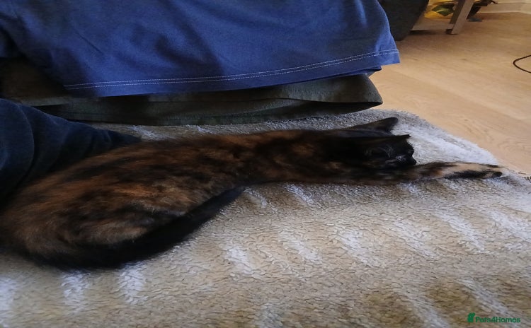 British Longhair cats - Advert 2