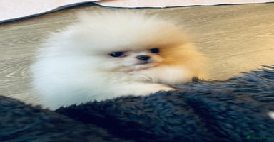 Pomeranian dogs Stunning teddybear face Boys Ready🌟 - Advert 3