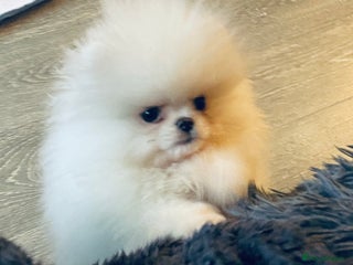 Pomeranian dogs Stunning teddybear face Boys Ready🌟 - Advert 5