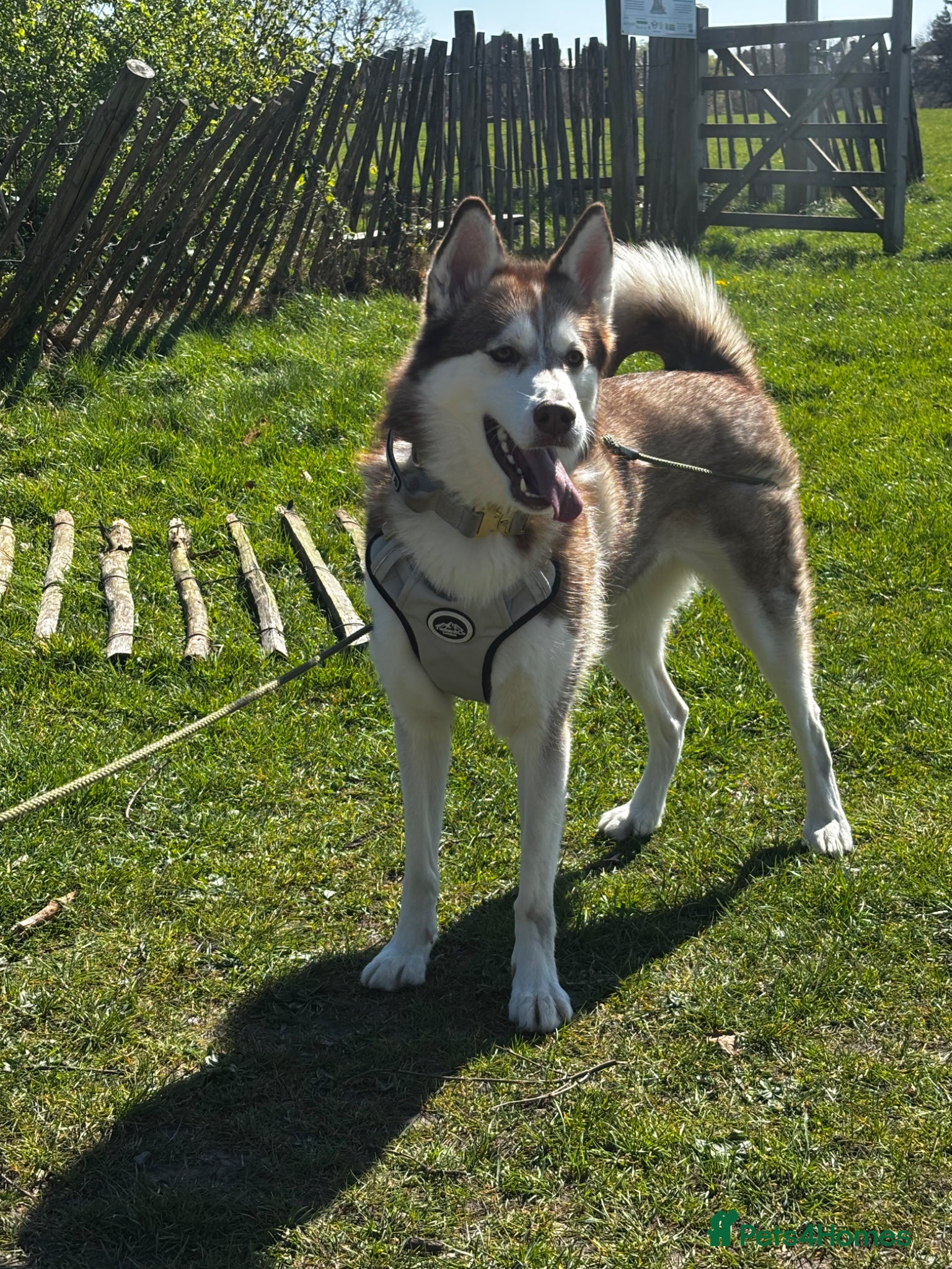 Mixed Breed dogs Husky cross - Advert 2