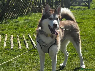 Mixed Breed dogs Husky cross - Advert 2